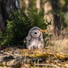 image:imageSoft Cuddly Friends Hedgy Hedgehog 6 Plush Toy