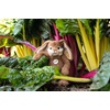 image:imageSteiff Bommel Dangling Rabbit Glazed Ginger Brown Premium Stuffed Animal Plush