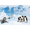 image:imageSteiff Robby Seal