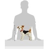 image:imageSteiff Foxy Fox Terrier 14